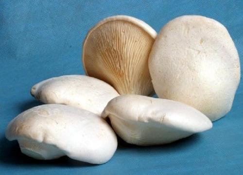 白靈菇的貯藏與保鮮技術